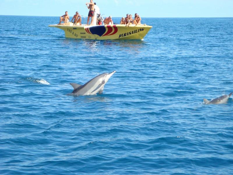 dolphin watching in mauritius
